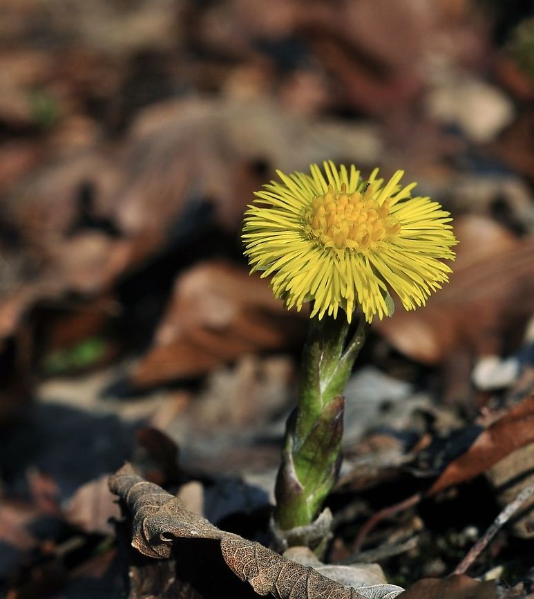 Tussilago farfara L. Huflattich  Coltsfoot,Geotagged,Switzerland,Tussilago farfara,Winter