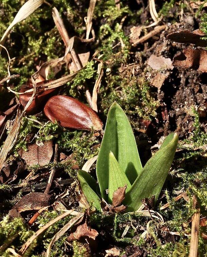 Orchis purpurea Purpurorchis Leaf rosette Geotagged,Lady orchid,Orchis purpurea,Switzerland,Winter
