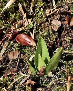 Orchis purpurea Purpurorchis Leaf rosette Geotagged,Lady orchid,Orchis purpurea,Switzerland,Winter