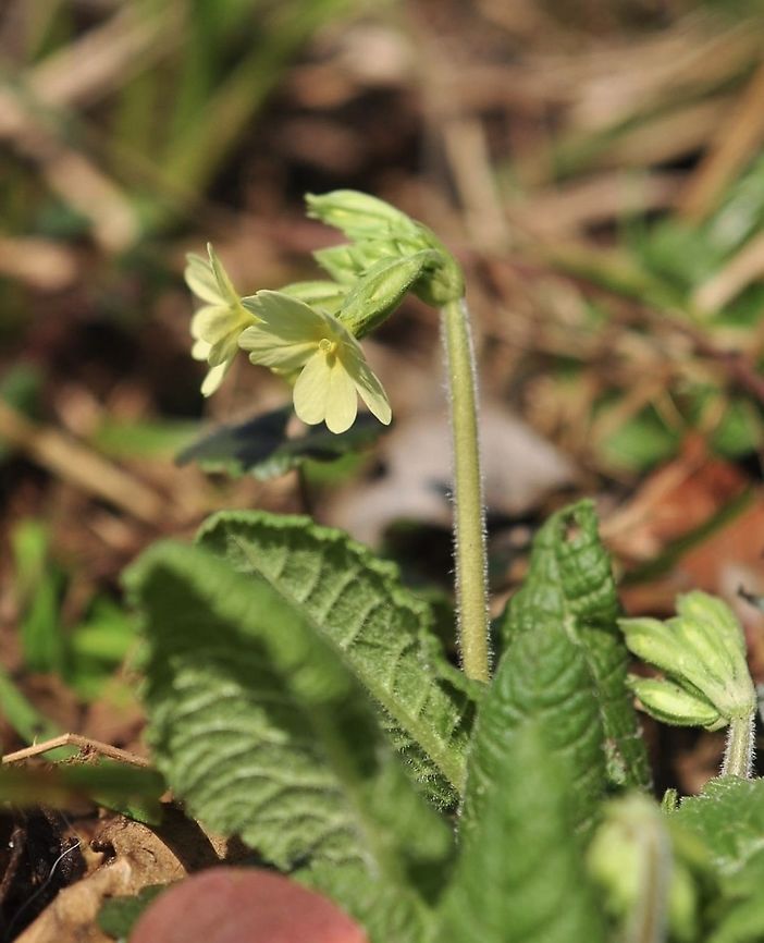 Primula elatior Waldschlüsselblume  Geotagged,Primula elatior,Switzerland,Winter