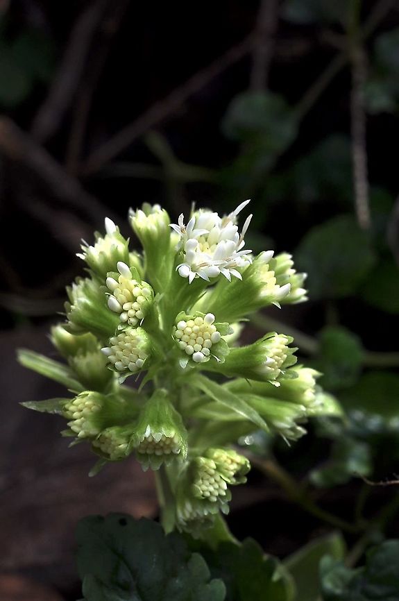 Petasites albus Weisse Pestwurz  Geotagged,Petasites albus,Switzerland,White butterbur,Winter