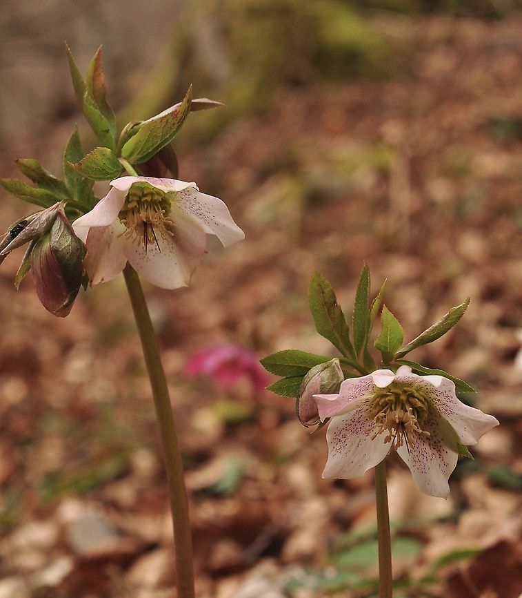 Helleborus orientalis Orientalische Nieswurz possibly a hybrid Geotagged,Helleborus orientalis,Switzerland,Winter