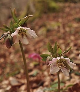 Helleborus orientalis Orientalische Nieswurz possibly a hybrid Geotagged,Helleborus orientalis,Switzerland,Winter