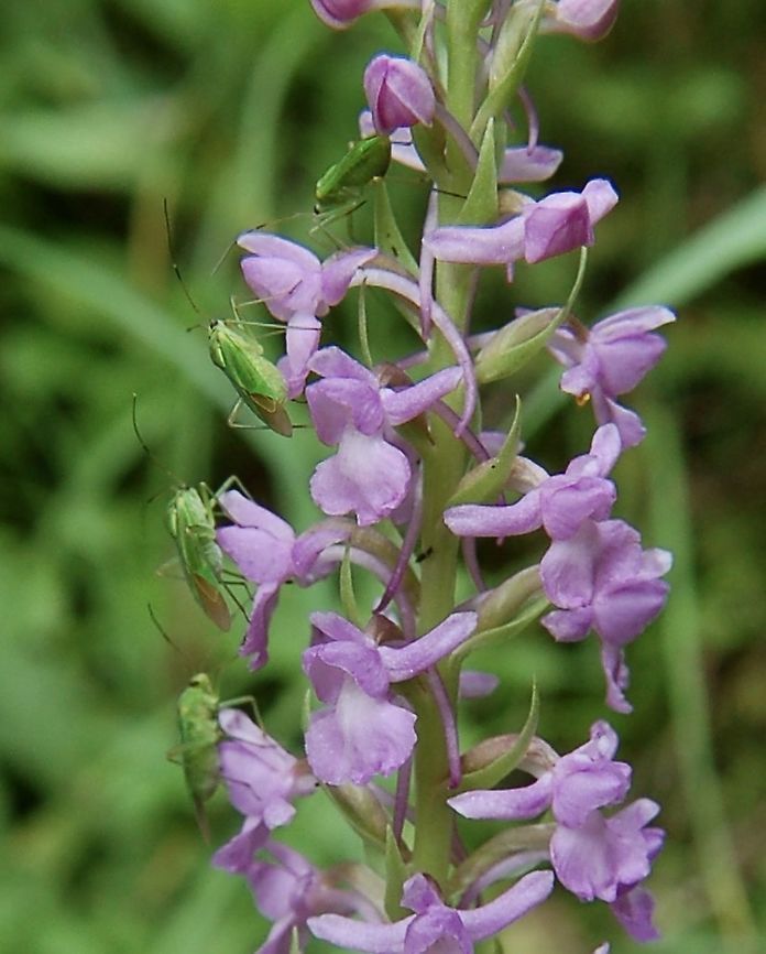 Gymnadenia conopsea Langspornige Mückenhändelwurz Captured 19. 07. 2018 in the area Sigriswil Fragrant orchid,Geotagged,Gymnadenia conopsea,Switzerland
