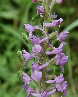 Fragrant orchid