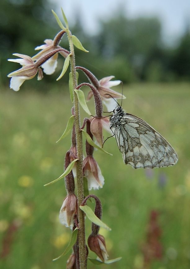 Epipactis palustris Sumpf Stendelwurz with Melanargia galathea  Epipactis palustris,Geotagged,Marsh Helleborine,Summer,Switzerland