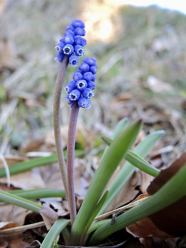 Muscari botryoides Kleine Traubenhyazinthe  Geotagged,Grape Hyacinth,Muscari botryoides,Spring,Switzerland