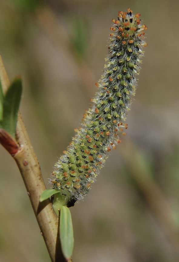 Salix purpurea L. (could be?) Weidenkätzchen  Geotagged,Salix,Salix purpurea,Salix purpurea L.,Spring,Switzerland,Willow
