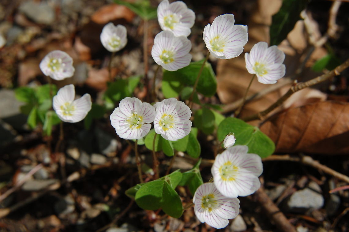 Oxalis acetosella Waldsauerklee  Common wood sorrel,Geotagged,Oxalis acetosella,Spring,Switzerland