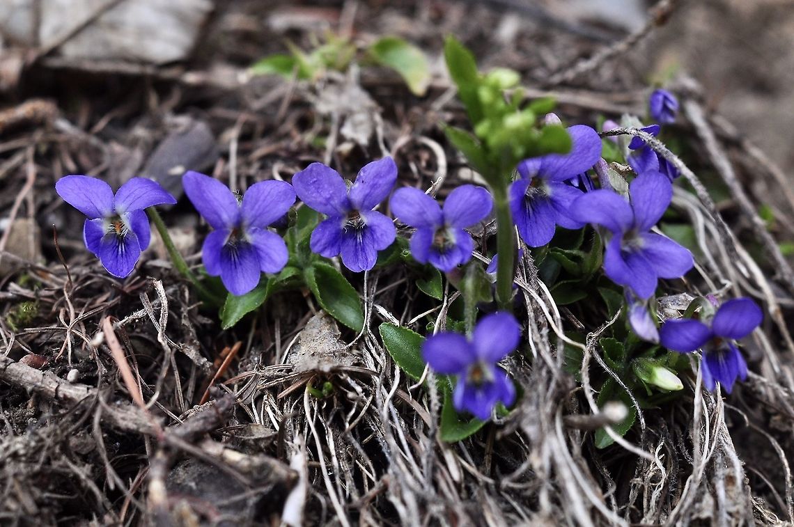 Viola odorata Wohlriechendes Veilchen It could also be a hybrid !? Geotagged,Spring,Switzerland,Viola odorata,Wood violet