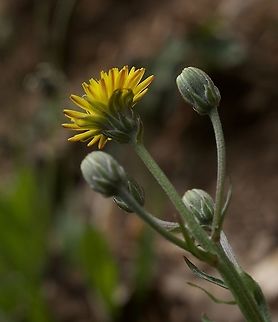 Crepis vesicaria subsp. taraxacifolia Löwenzahnblättriger Blasen-Pippau  Crepis vesicaria,Geotagged,Spring,Switzerland