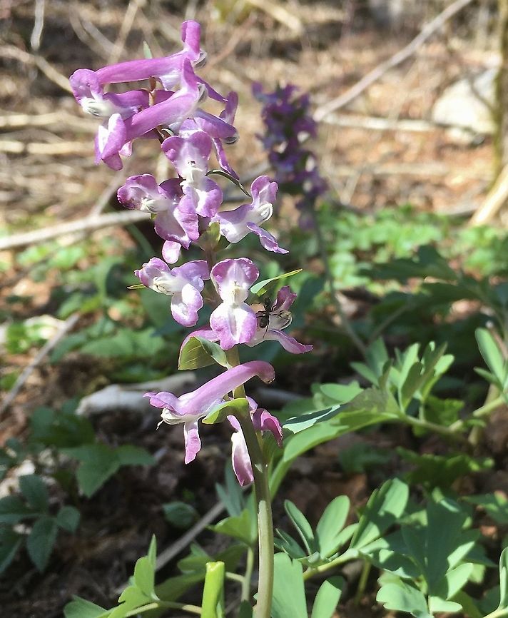Corydalis cava Hohlknolliger Lerchensporn  Corydalis cava,Geotagged,Hollow root,Spring,Switzerland