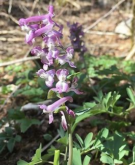 Corydalis cava Hohlknolliger Lerchensporn  Corydalis cava,Geotagged,Hollow root,Spring,Switzerland
