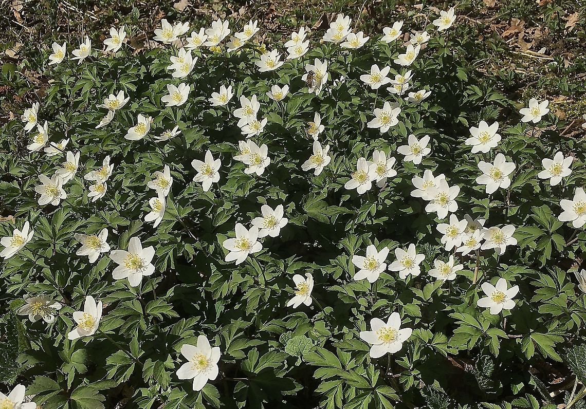 Anemone nemorosa Buschwindröschen  Anemone nemorosa,Geotagged,Spring,Switzerland,Wood anemone