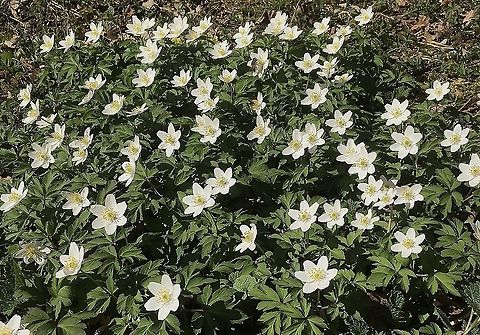 Anemone nemorosa Buschwindröschen  Anemone nemorosa,Geotagged,Spring,Switzerland,Wood anemone