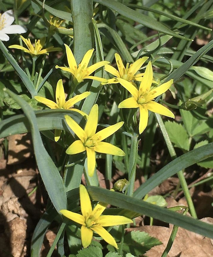 Gagea lutea Wald-Gelbstern  Gagea lutea,Geotagged,Spring,Switzerland,Yellow Star-of-Bethlehem