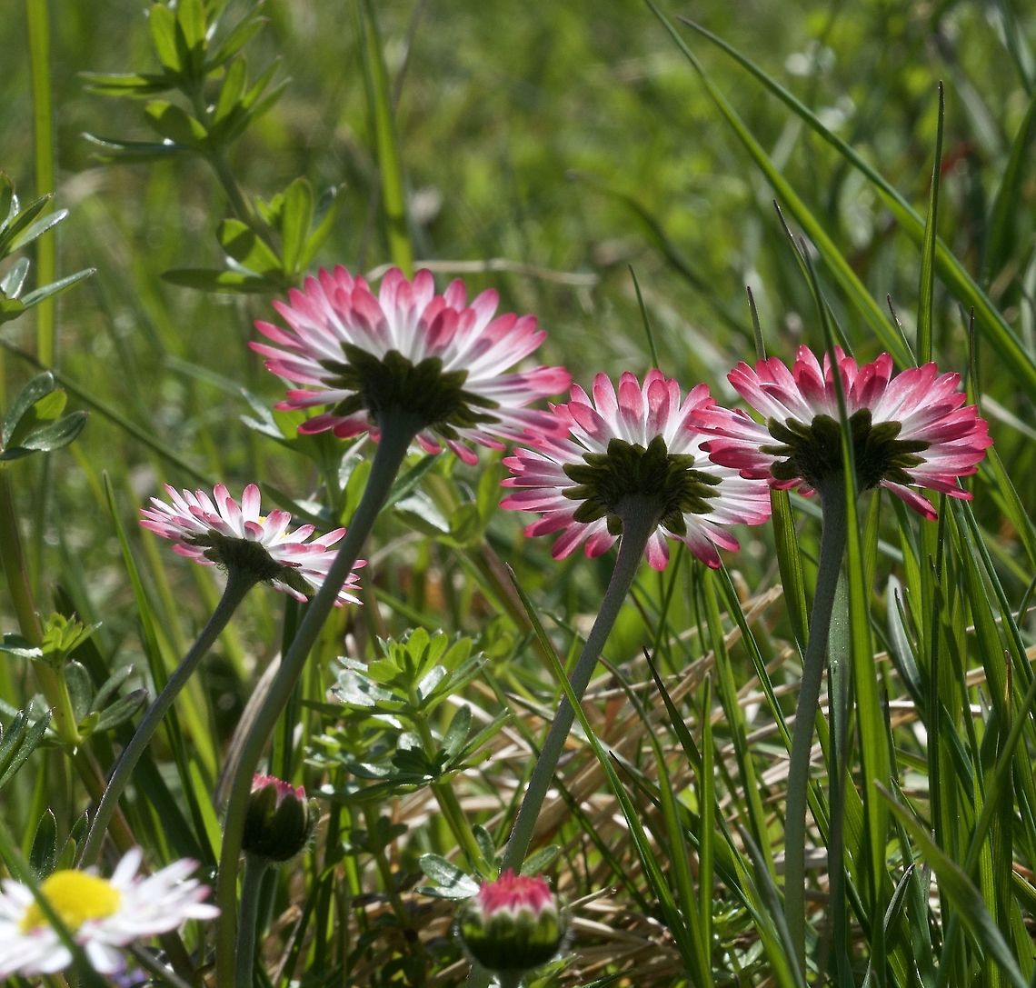 Bellis perennis L. Gänseblümchen  Bellis perennis,Common daisy,Geotagged,Spring,Switzerland