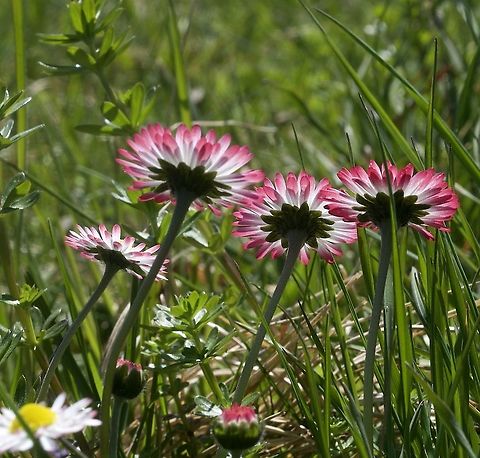 Bellis perennis L. Gänseblümchen  Bellis perennis,Common daisy,Geotagged,Spring,Switzerland