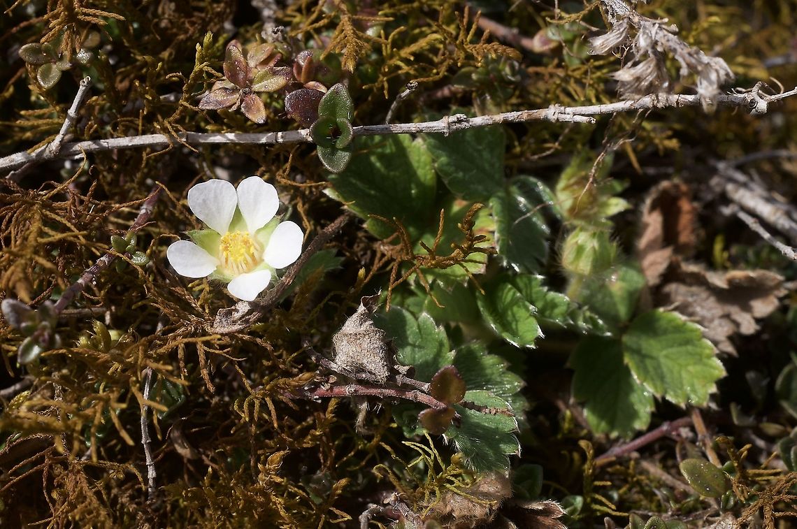 Potentilla sterilis Erdbeer-Fingerkraut  Geotagged,Potentilla sterili,Potentilla sterilis,Spring,Switzerland