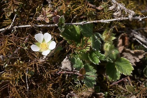 Potentilla sterilis Erdbeer-Fingerkraut  Geotagged,Potentilla sterili,Potentilla sterilis,Spring,Switzerland