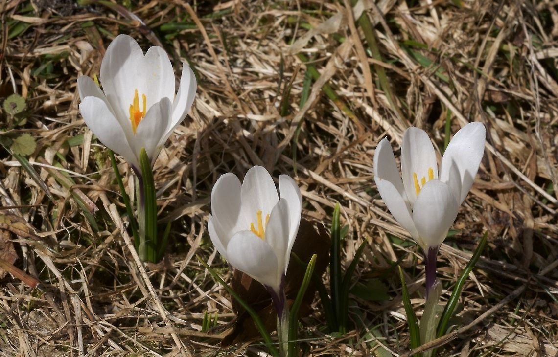 Crocus vernus subsp. albiflorus Frühlingskrokus On a mountain meadow (1100 m above sea level), after the snow melts Crocus vernus,Geotagged,Spring,Spring Crocus,Switzerland