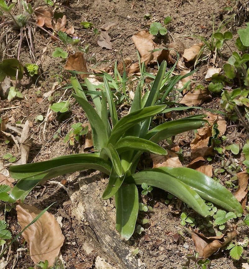 Orchis mascula Stattliches Knabenkraut In a few days the flowers will apear! Early-purple orchid,Geotagged,Orchis mascula,Spring,Switzerland