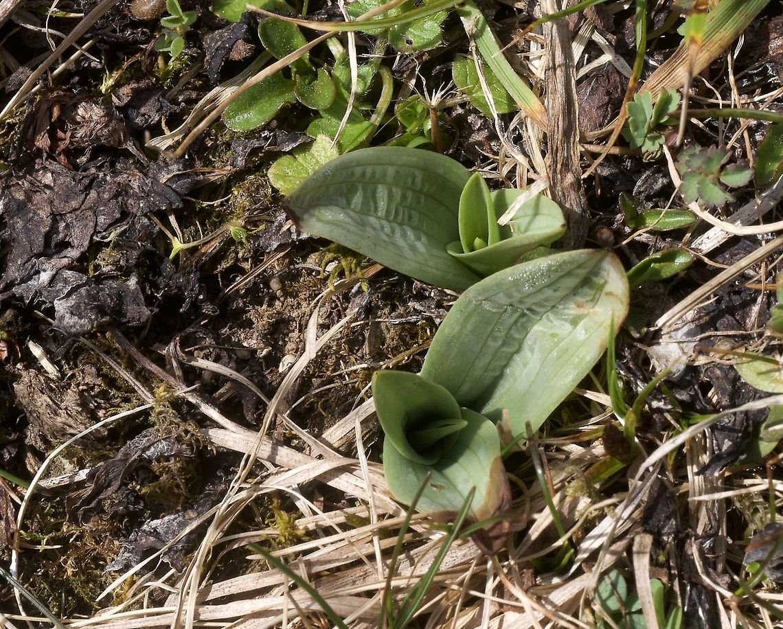 Orchis ustulata Brand-Orchis Very early in the year the leafs apear! On a mountain meadow. Geotagged,Neotinea ustulata,Spring,Switzerland