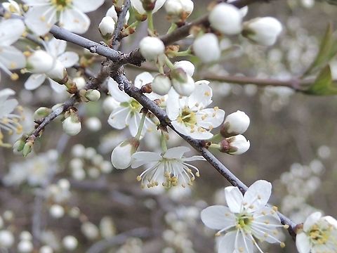 Prunus spinosa  Geotagged,Prunus spinosa,Prunus spinosa L.,Spring,Switzerland