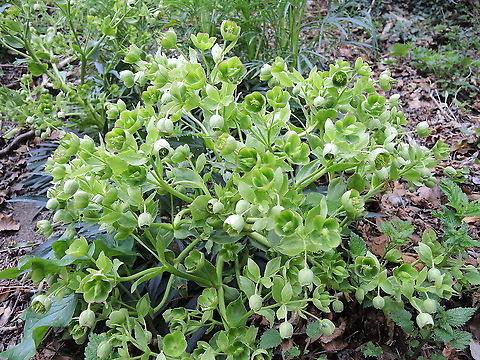 Helleborus foetidus L. Stinkende Nieswurz  Geotagged,Helleborus foetidus,Helleborus foetidus L.,Spring,Switzerland