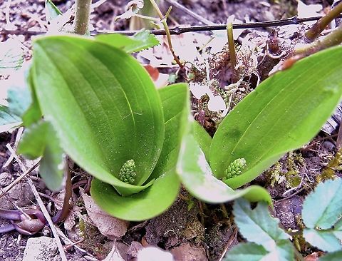 Listera ovata Grosses Zweiblatt  Common Twayblade,Geotagged,Neottia ovata,Spring,Switzerland