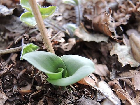 Platanthera chlorantha Gr&uuml;nliches Breitk&ouml;lbchen  Common Twayblade,Geotagged,Greater Butterfly-orchid,Neottia ovata,Platanthera chlorantha,Spring,Switzerland