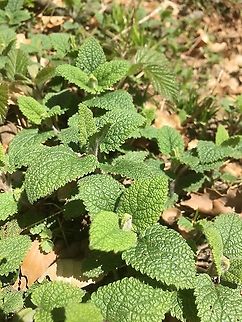 Teucrium scorodonia Salbeiblättriger Gamander  Geotagged,Switzerland,Teucrium scorodonia,Woodland germander