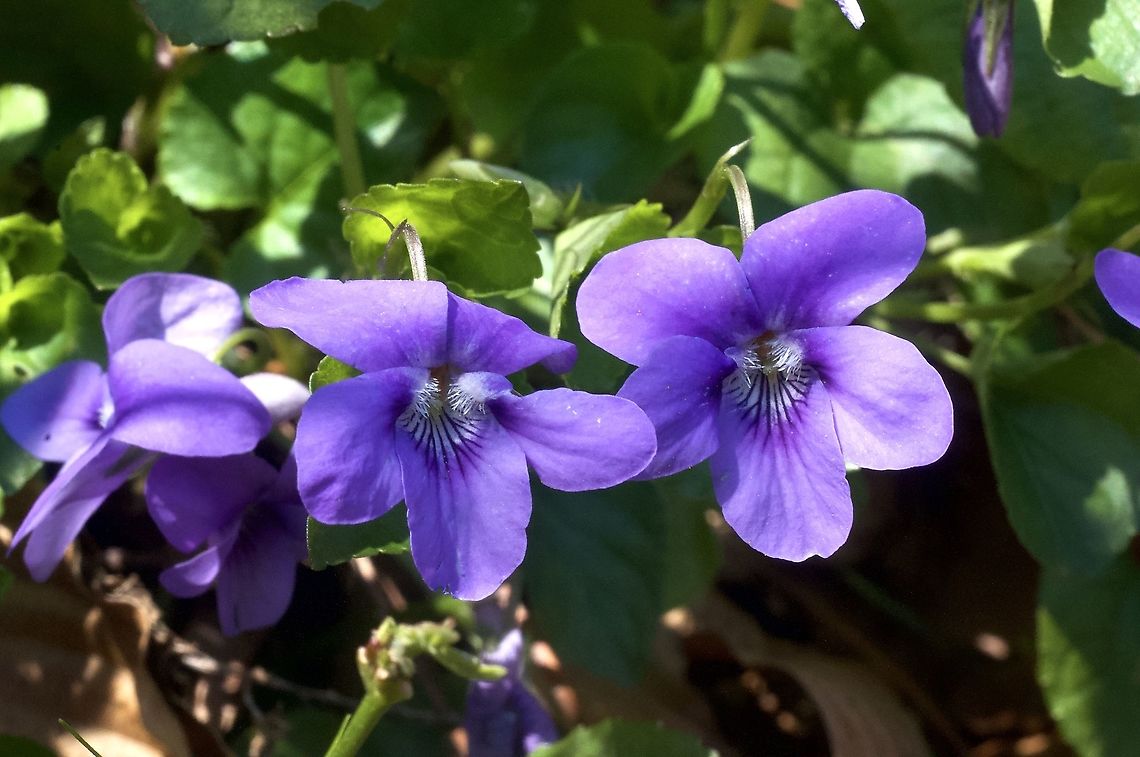 Viola riviniana Rchb. Hain-Veilchen Viola are not easy to identify (it could be also V. reichenbachiana) Common dog-violet,Geotagged,Spring,Switzerland,Viola riviniana