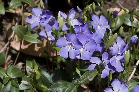 Vinca minor Kleines Immergrün  Geotagged,Lesser periwinkle,Spring,Switzerland,Vinca minor