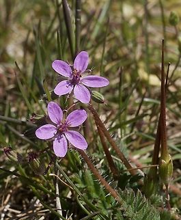 Erodium cicutarium Gemeiner Reiherschnabel  Common stork's-bill,Erodium cicutarium,Geotagged,Spring,Switzerland