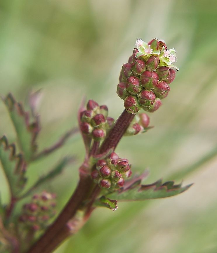 Sanguisorba minor Kleiner Wiesenknopf  Geotagged,Salad burnet,Sanguisorba minor,Spring,Switzerland