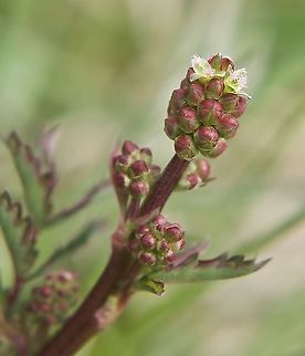 Sanguisorba minor Kleiner Wiesenknopf  Geotagged,Salad burnet,Sanguisorba minor,Spring,Switzerland