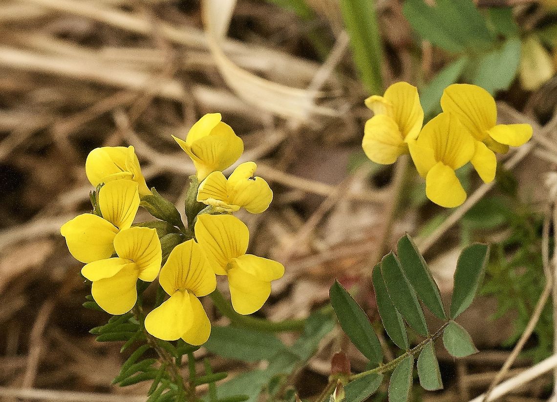 Hippocrepis comosa L. Schopfiger Hufeisenklee  Geotagged,Hippocrepis comosa,Hippocrepis comosa L.,Spring,Switzerland