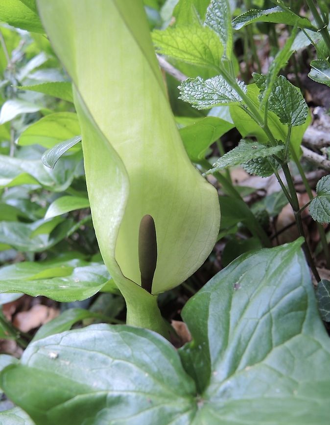 Arum maculatum L. Gemeiner Aronstab  Arum maculatum,Arum maculatum L.,Geotagged,Spring,Switzerland
