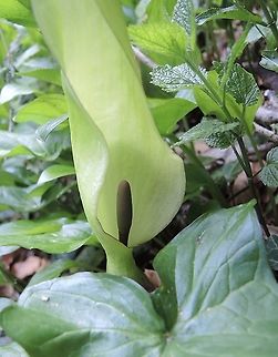 Arum maculatum L. Gemeiner Aronstab  Arum maculatum,Arum maculatum L.,Geotagged,Spring,Switzerland