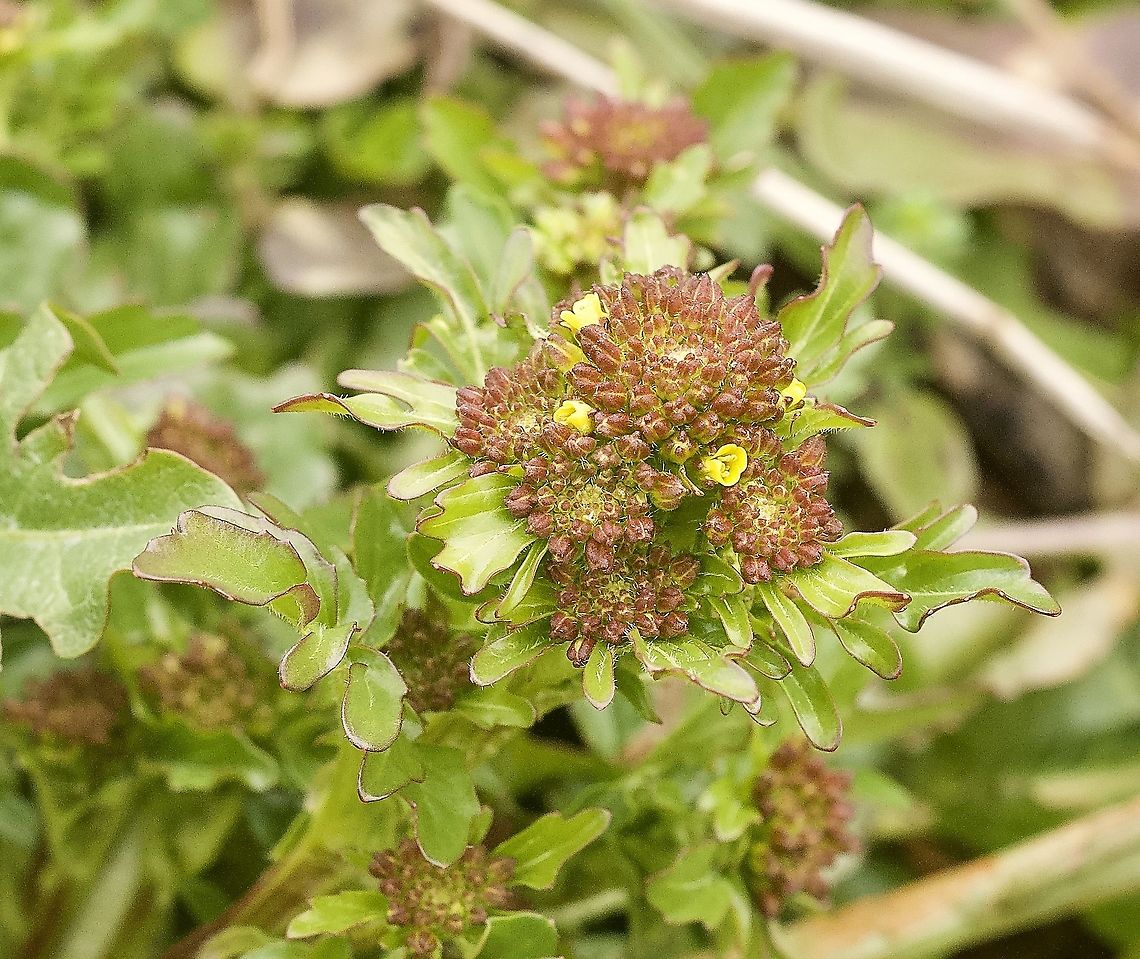 Barbarea vulgaris Gemeine Winterkresse  Barbarea vulgaris,Bitter Wintercress,Geotagged,Spring,Switzerland