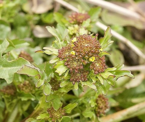 Barbarea vulgaris Gemeine Winterkresse Barbarea vulgaris,Bitter Wintercress,Geotagged,Spring,Switzerland