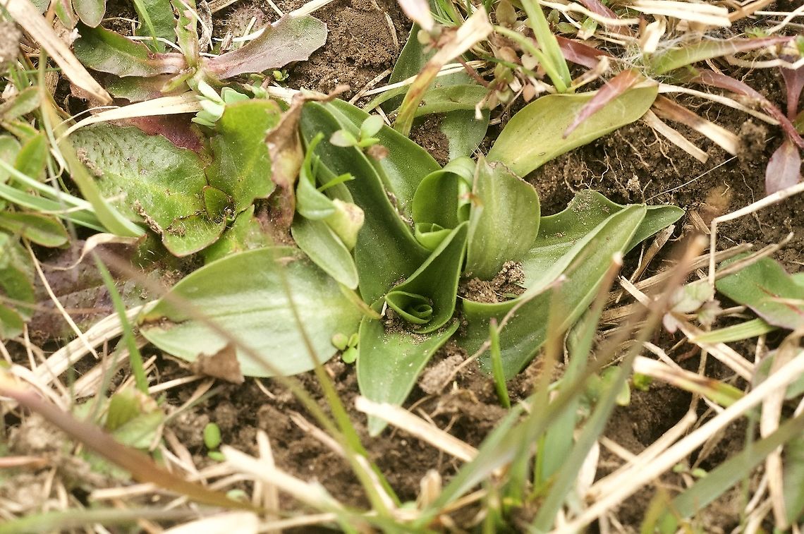 Spiranthes spiralis Herbst-Wendelähre Leaf rosette Autumn ladys-tresses,Geotagged,Spiranthes spiralis,Spring,Switzerland