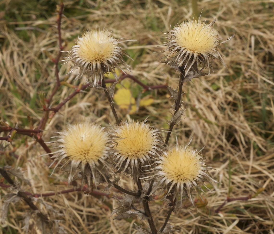 Carlina vulgaris Golddistel Last year&#039;s plant! Carlina vulgaris,Carline Thistle,Geotagged,Spring,Switzerland