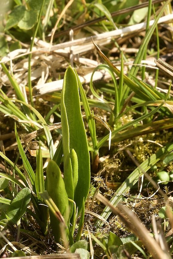 Ophioglossum vulgatum Gemeine Natternzunge On a rather damp meadow, later also a beautiful orchid location! Geotagged,Ophioglossum vulgatum,Spring,Switzerland
