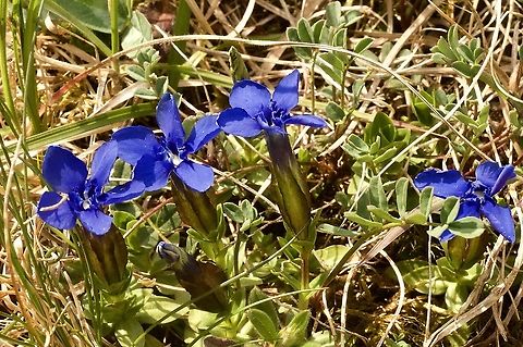 Gentiana verna L. Frühlings-Enzian  Gentiana verna,Gentiana verna L.,Geotagged,Spring,Switzerland