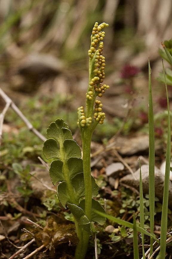 Botrychium lunaria Echte Mondraute  Botrychium lunaria,Geotagged,Spring,Switzerland
