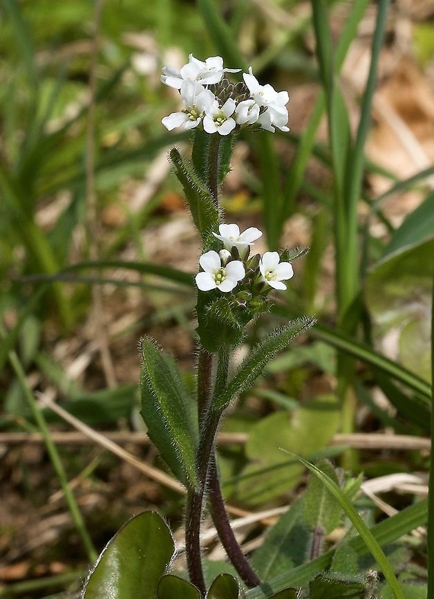 Arabis ciliata Bewimperte Gänsekresse  Arabis ciliata,Boechera sparsiflora,Elegant rockcress,Fringed Rockcress,Geotagged,Spring,Switzerland