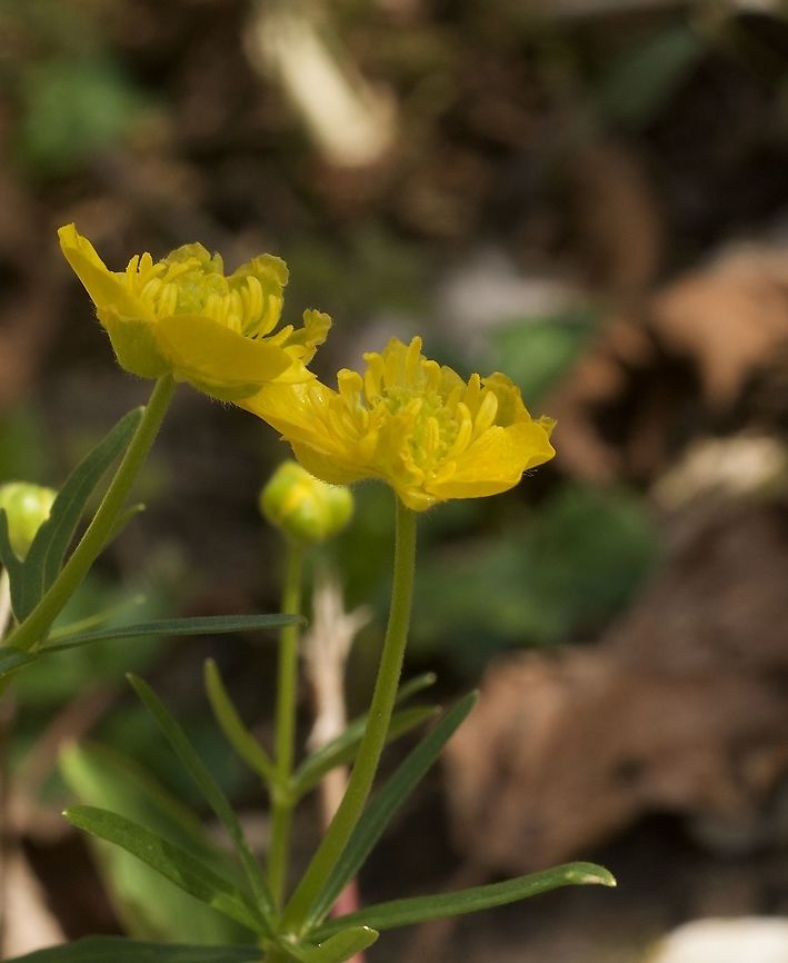 Ranunculus auricomus Gold-Hahnenfuss  Geotagged,Goldilocks buttercup,Ranunculus auricomus,Spring,Switzerland