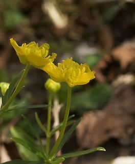 Ranunculus auricomus Gold-Hahnenfuss  Geotagged,Goldilocks buttercup,Ranunculus auricomus,Spring,Switzerland